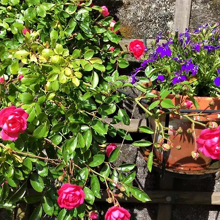 Azabache Santiago de Compostela